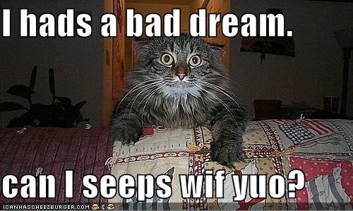 funny cat quotes. funny cat quotes. funny cat quotes.