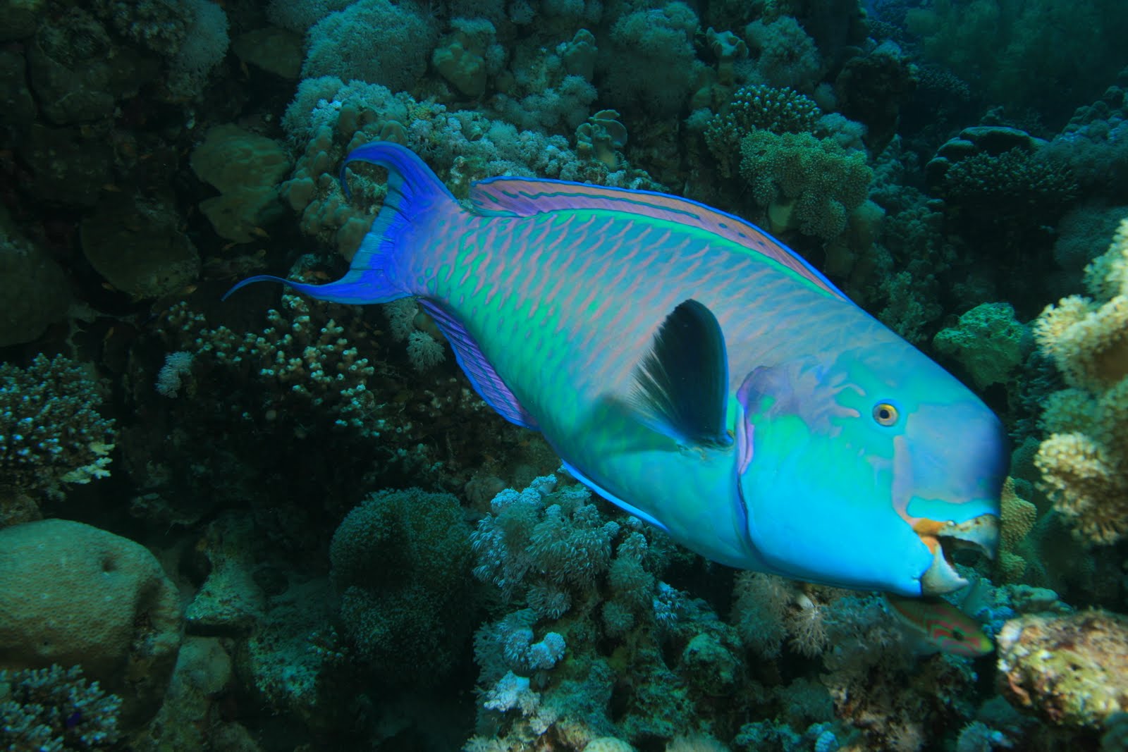 steephead parrotfish