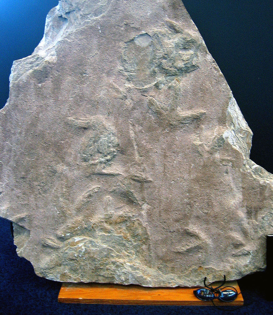 The Great Cretaceous Walk Who Made the ThreeToed Dinosaur Track?