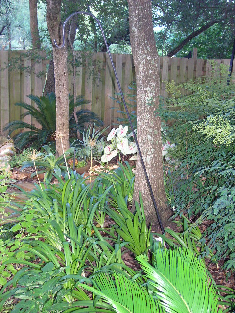 The Lazy Shady Gardener Leaning Shepherd S Crook