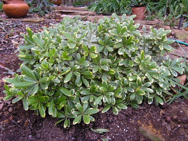 Flossie Teacakes August 2018