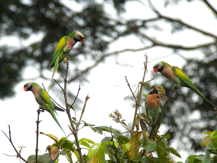 [parakeet_redbreasted2.jpg]