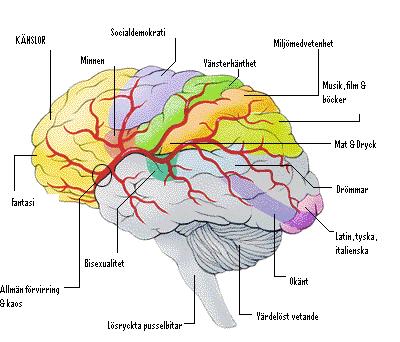 [alex+hjÃ¤rna.JPG]