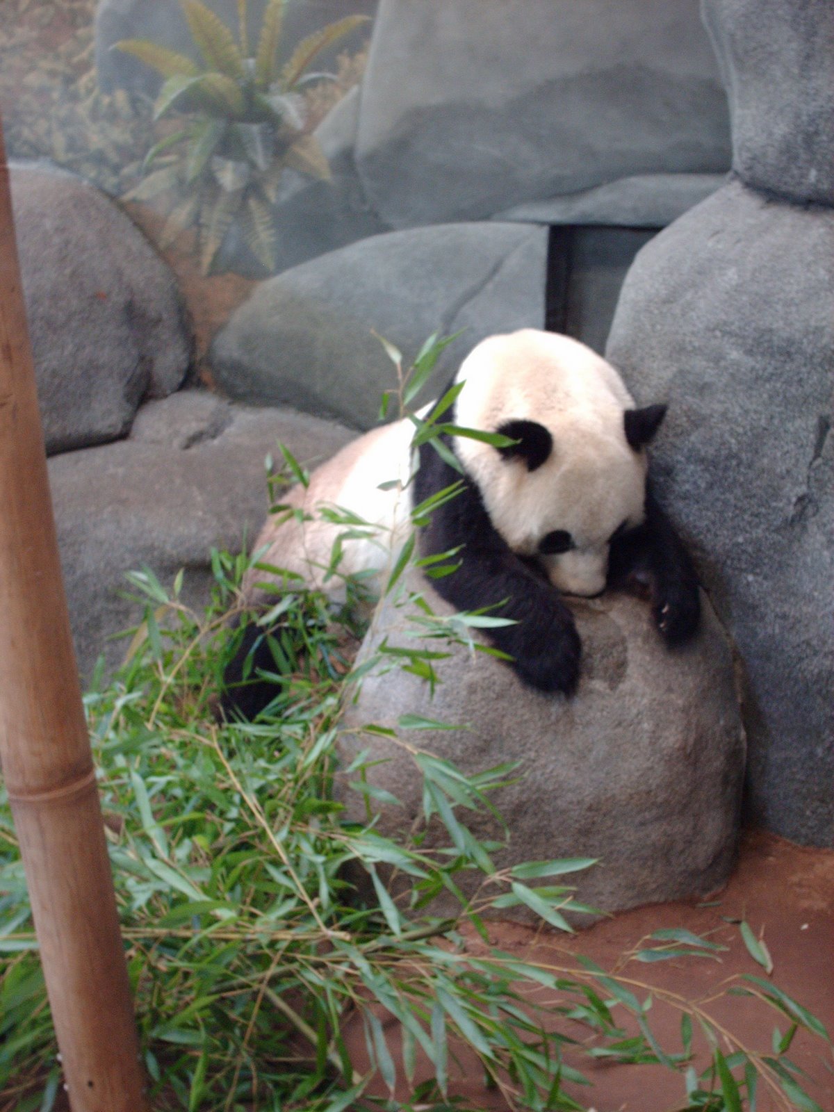 [sleepingpanda.JPG]