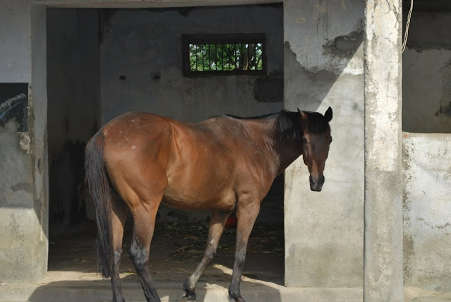 The Horses in the School stable (1)