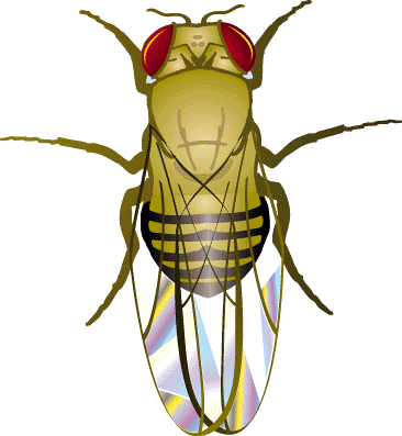 [DROSOPHILA.gif]