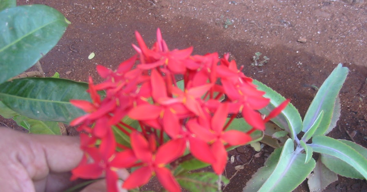 A bright inflorescence chethi flowers