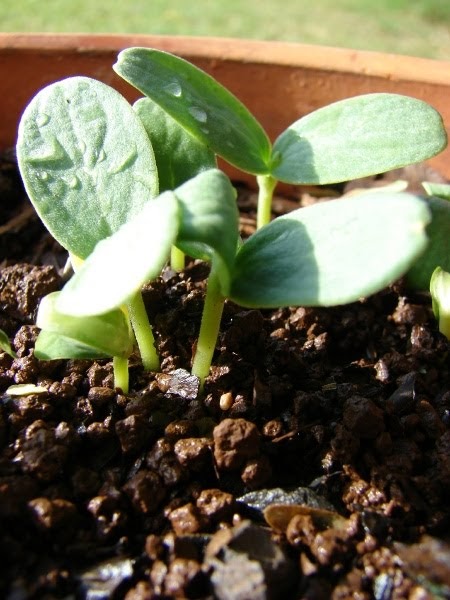 cantaloupe seedlings
