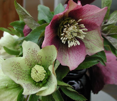 Images Of Hellebores