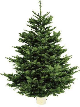 fir noble costco christmas trees ft tree limited fung nurseries king branches layered