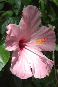 Hibiscus bloom, Animal Kingdom