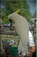A Cockatoo taken at our church Liberty Fest picnic 2007
