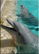 Dolphins at Sea World Orlando