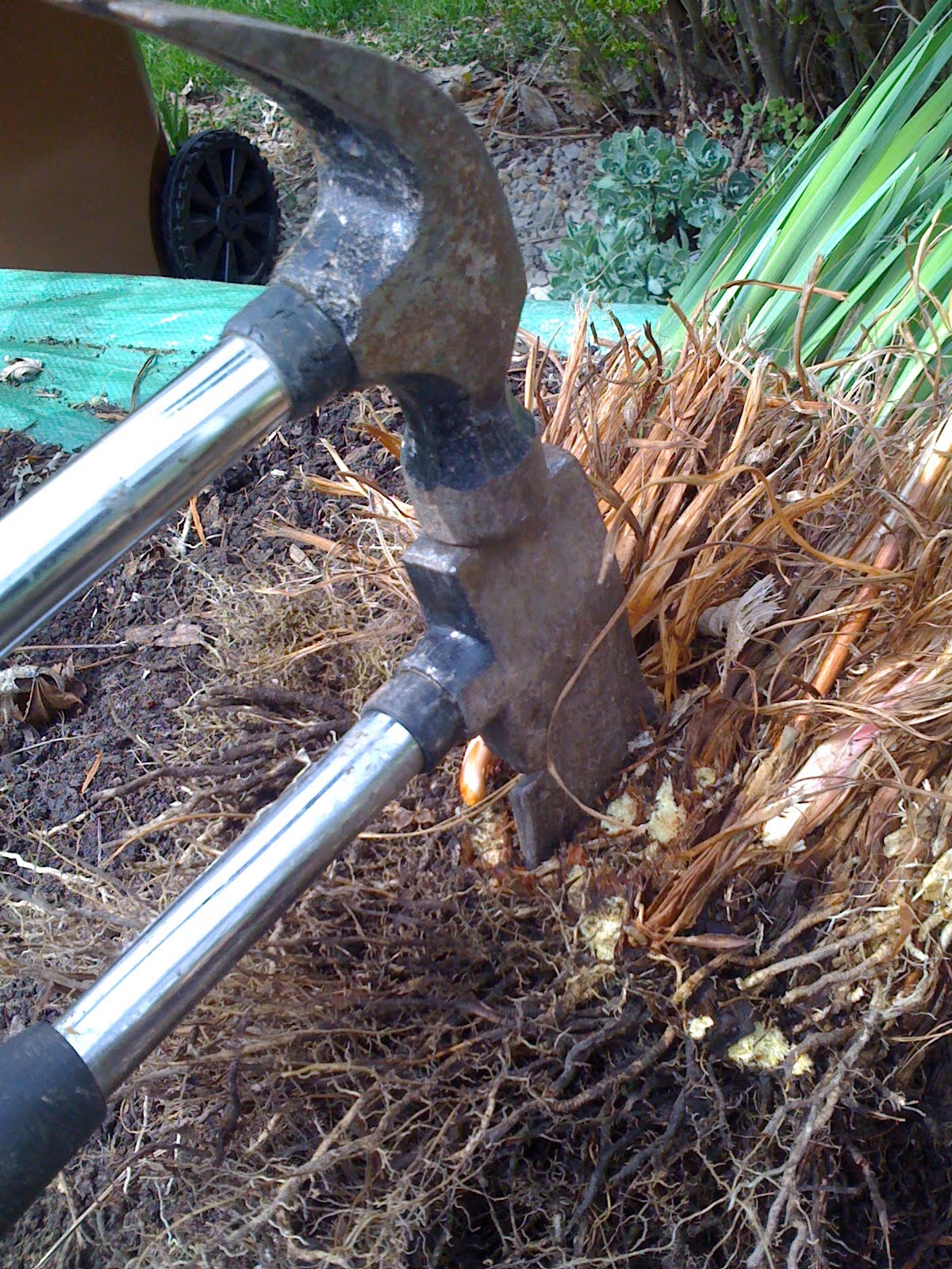 Our Garden Path Handy Hint for Dividing Plants