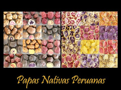 VARIEDAD PAPA variedad papa: