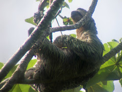 Costa Rican 3-toed sloth