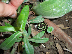 Poison dart frog in the wild!!