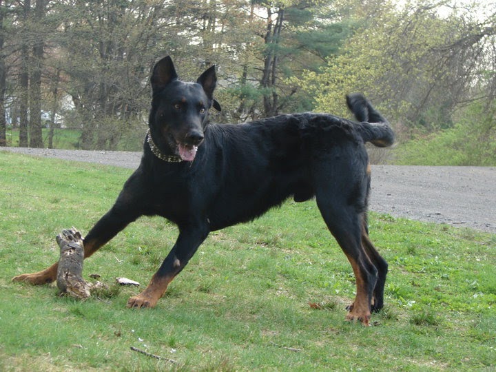 All About Dogs Breed Beauceron