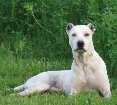 Bully Kutta Bully Kutta.jpg