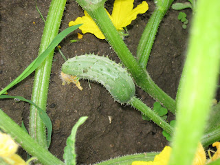Baby Cucumber
