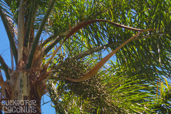 Queen+Palm+Seed+Pods+Photos Queen Palm Seed Pods Art http://www.cuckooforcoconuts.com/2010_08_01 ...