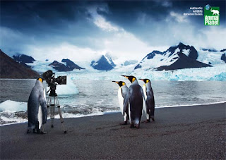Animal Planet More AdWords