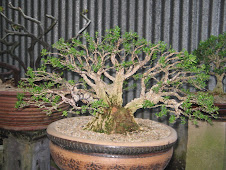 Bonsai (Ust. Pa Tmn Mutiara)- sekarang dah tiada, jual kepada orang Siam.