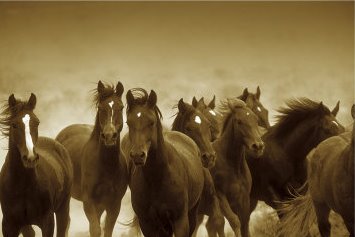 [Horse.bmp]
