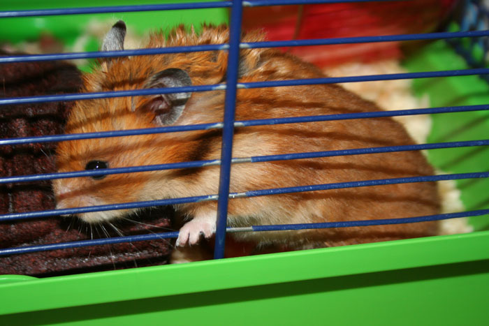 [hamster3.jpg]