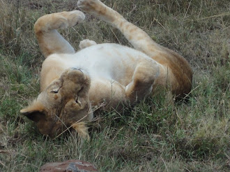 Masai-Mara