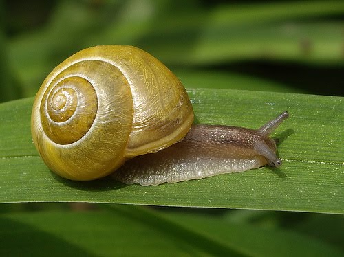 Snails Slime