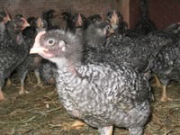 coquelet cockerel baby meat rooster chickens before