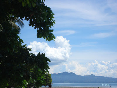 skywatch, beach tree