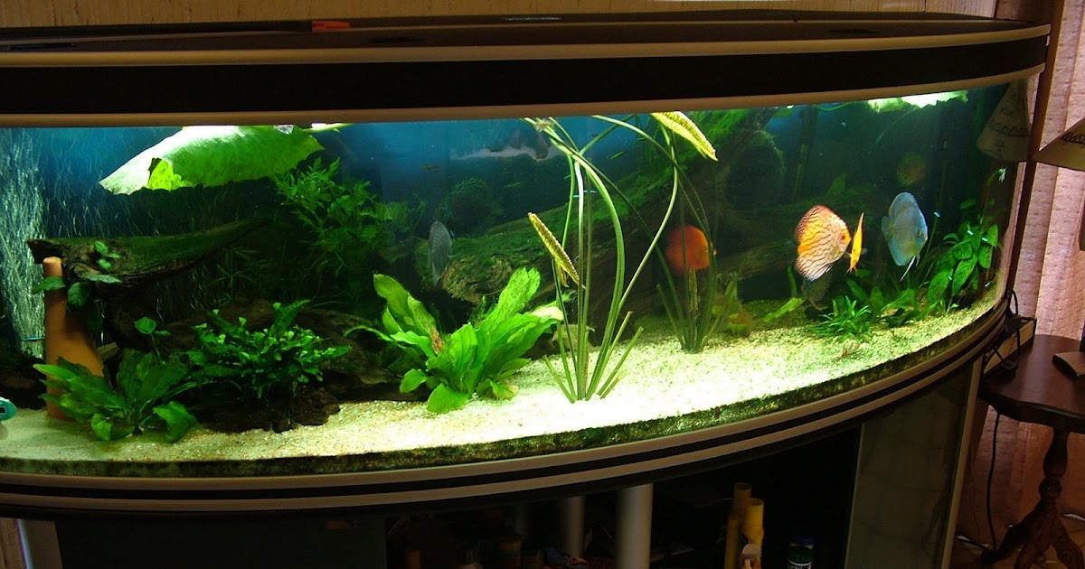 abaquarium aquarium communautaire de 600 litres