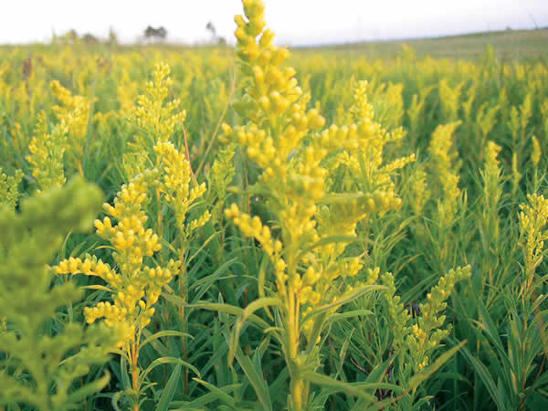 Prunus 'Accolade': Solidago