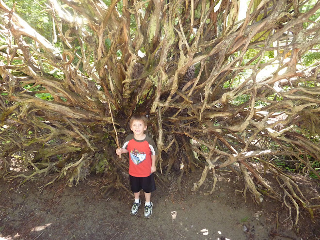 Clayton next to a large root system of a fallen cedar tree