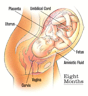 developing fetus stages