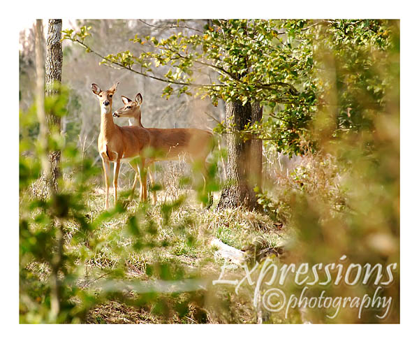 We discovered some more posing deer