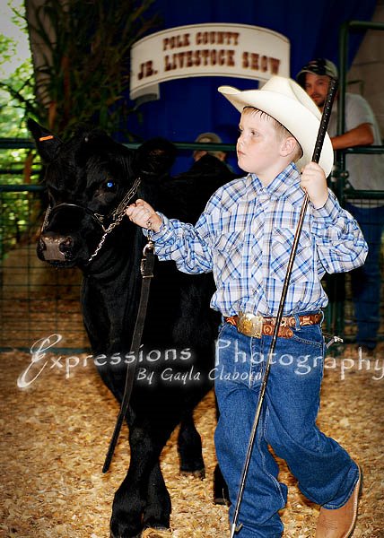 A beginning cattle showman