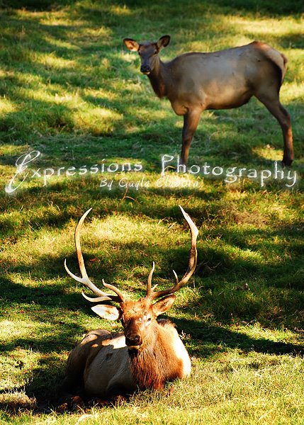 Elk