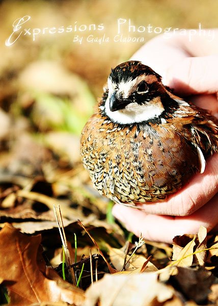 Freed the Quail today...