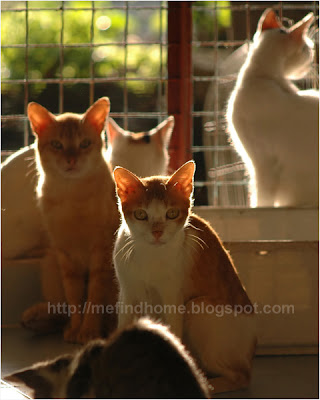 Homeless cats at the shelter