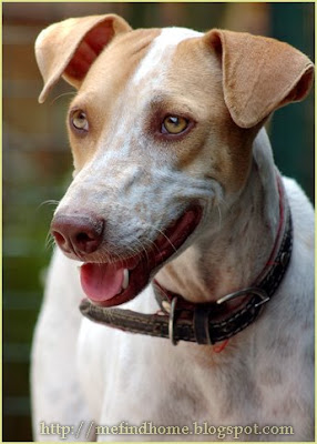 Adopt a homeless dog! Adopt Emil!