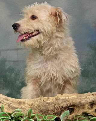 Shelter dog Missy looking for her forever home! Adopt Missy!