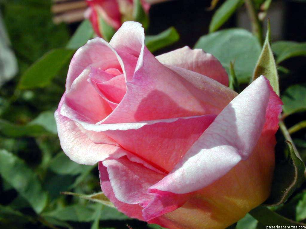[rosa.jpg]