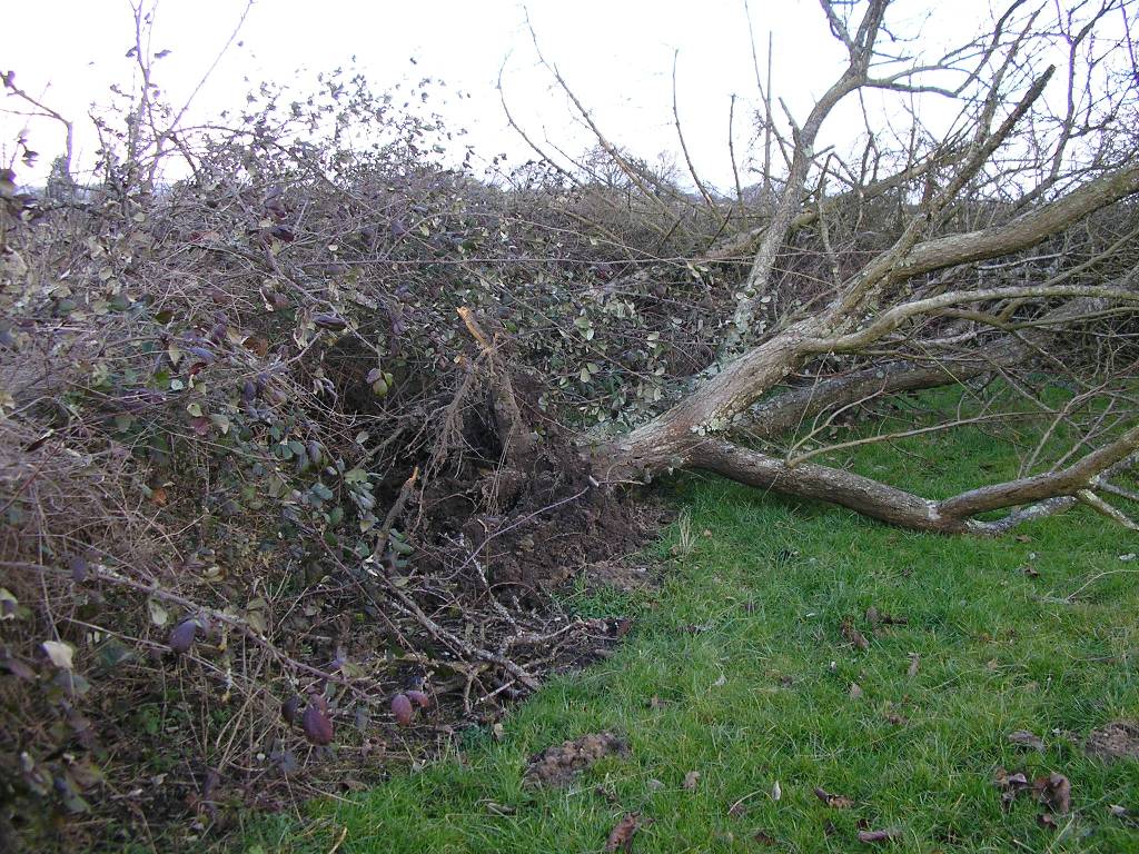 [xstorm+2009-02-10_03.jpg]