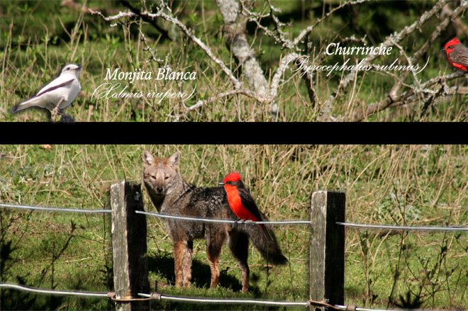 Octubre - Mes de las Aves