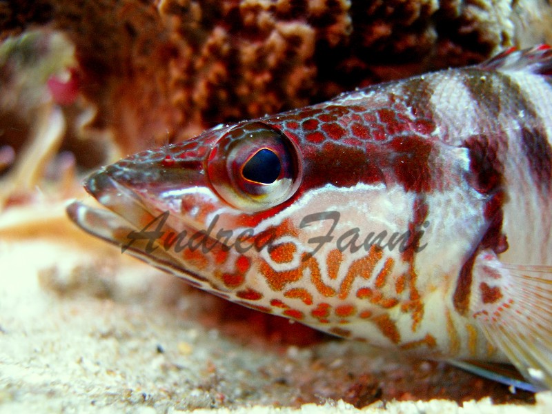 Serranus scriba