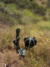 Cacti sculptures released into the wild.