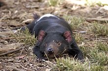 [220px-Tasmanian_Devil_resting.jpg]